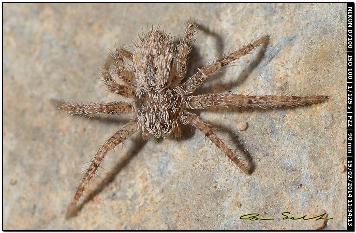 Giovane Thanatus sp. e Ero sp. da Alghero (SS)